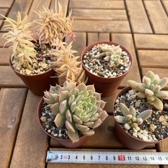 多肉植物⑨