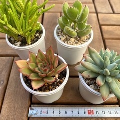 多肉植物⑩