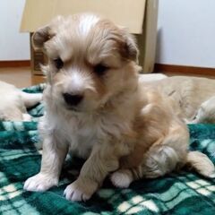生後３週目オメガくん里親募集