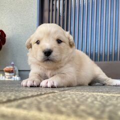 生後３週目ティファニーちゃん里親募集