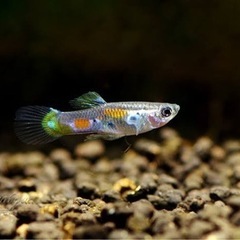 ワイルドグッピー（原種）　稚魚もいます