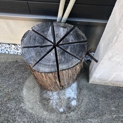 スウェーデントーチの画像
