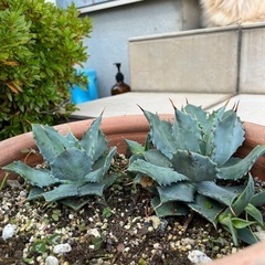 多肉植物の画像
