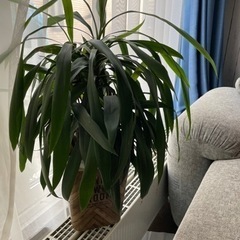 観葉植物