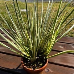 セキショウ班入り 越冬 水生植物 水草  