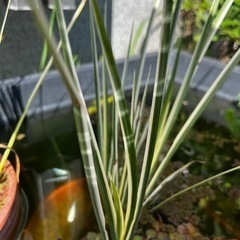セキショウ班入り オマケメダカ 
越冬 水生植物 水草  の画像