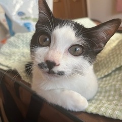 [保護子猫]ハチワレ・4ヶ月・男の子