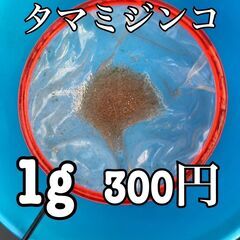 タマミジンコ　1ｇ　無選別　300円