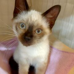 シャムカラーのおっとり女子♡