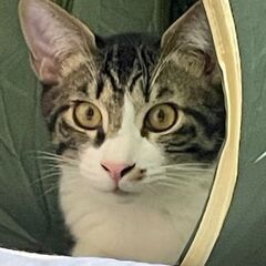 10月29日(日)🩷🩷三鷹で猫の譲渡会🩷🩵🩷キジシロの男の子　凛...