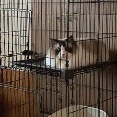 猫用ケージ　2段　美品の画像