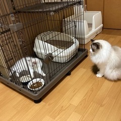 猫用ケージ　2段　美品の画像