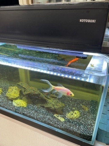 ☆水槽☆ 値下げしました