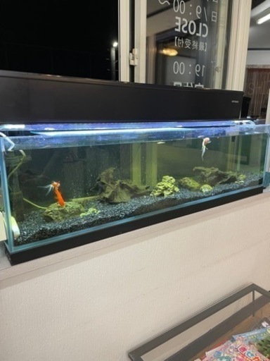 ☆水槽☆ 値下げしました