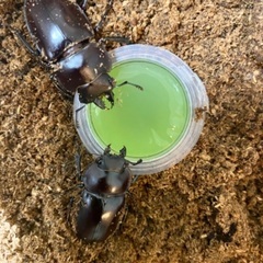 ヤエヤママルバネクワガタ　小型ペアの画像