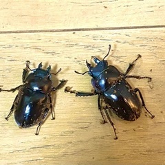 ヤエヤママルバネクワガタ　小型ペア