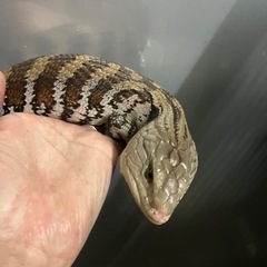 アオジタトカゲ入荷しました。