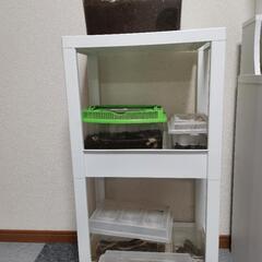 国産カブト虫の２令幼虫の画像