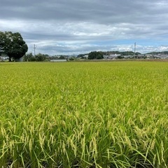 【9月1日で一旦受付終了します】令和6年度　三重県産　コシヒカリ　新米