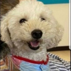 人間大好きなトイプードルです(^-^) - 岡山市