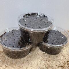カブトムシ好きの方必見！国産カブトムシの幼虫販売【問い合わせ多数】