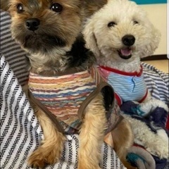 人間大好きなトイプードルです(^-^) - 犬