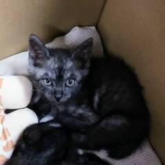 【お話中】生後1か月　子猫２★グレー猫★　好奇心旺盛やんちゃさん