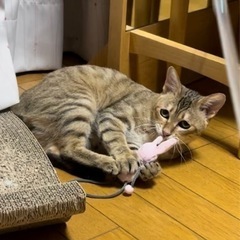 元野良ネコくん、推定1歳