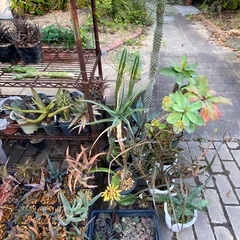 多肉植物差し上げますの画像