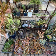 多肉植物差し上げますの画像