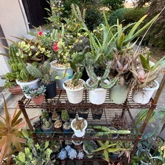 多肉植物差し上げますの画像