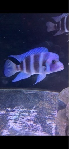 Cyphotilapia frontosa blue Lingo Reef ドイツ産　17〜18㎝　#アフリカンシクリッド  フロントーサ　水槽