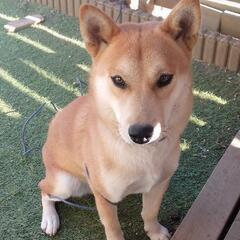 元気で可愛い、柴犬ミックスです。