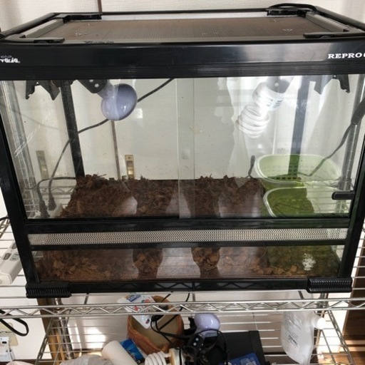 中古品爬虫類段突及びライト付きガラスゲージ60✖️45✖️45