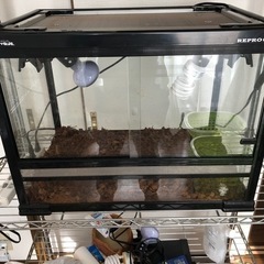 中古品爬虫類段突及びライト付きガラスゲージ60✖️45✖️45