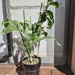 観葉植物　月下美人