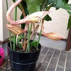 観葉植物　月下美人の画像