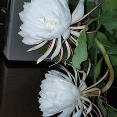 観葉植物　月下美人の画像