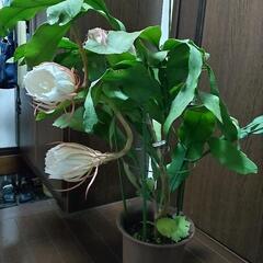 観葉植物　月下美人の画像