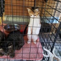 里親様決定 - 猫