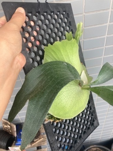 Platycerium SS Foong