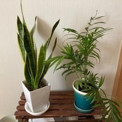 観葉植物※取りに来ていただける方