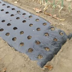 玉ねぎ用にいかが？ ビニールマルチです。の画像