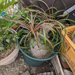 陶器・プランターに入った植物ごともらってください。