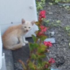 野良猫の子猫