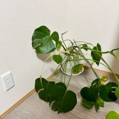 モンステラ茎ぶせ用