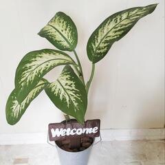 ディフェンバキア🌿観葉植物の画像