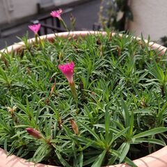 （取引中）★香りなでしこ　ピンクの小さく可愛い花が咲きます