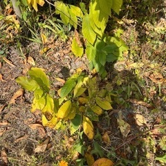 ポポー　の画像