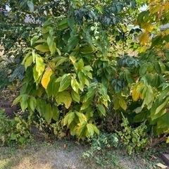 ポポー　の画像